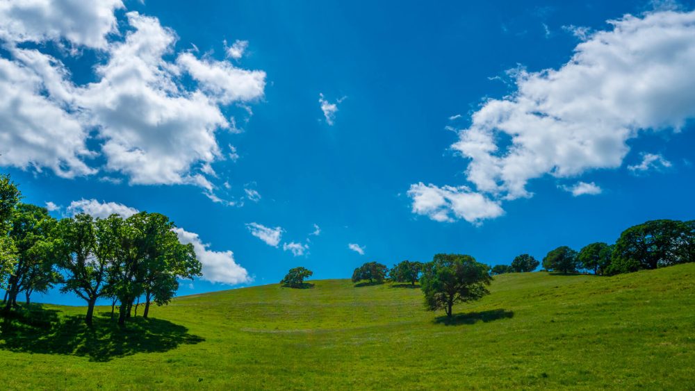 A green field with trees under a bright blue sky with fluffy clouds