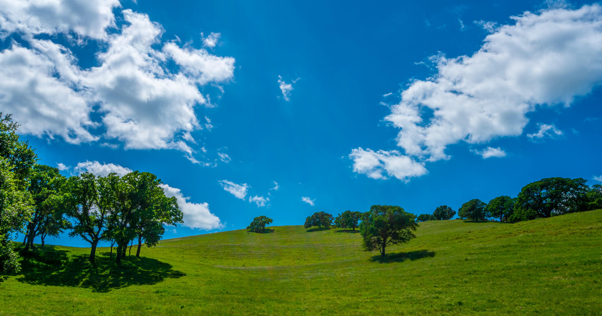 A green field with trees under a bright blue sky with fluffy clouds