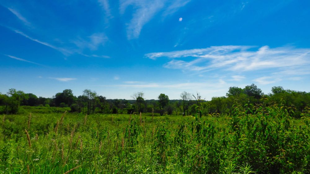 Meadow on a summer day with grass and trees under a blue sky with clouds