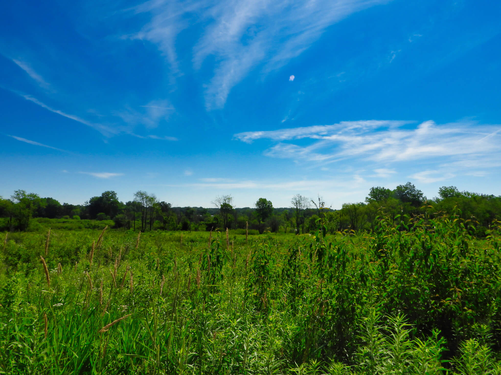 Meadow on a summer day with grass and trees under a blue sky with clouds